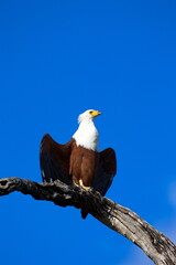 Fototapeta premium Schreiseeadler