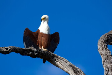 Schreiseeadler
