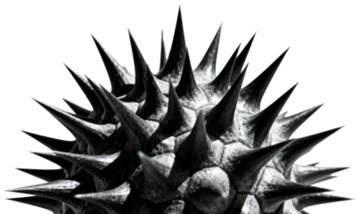 Abstract monochrome macro shot of a spiky organic form with sharp protrusions, transparent background png