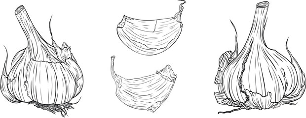 Set, clip art of monochrome botanical fragrant spice drawing of head and clove of garlic isolated on white background. Graphic hand drawn ink black and white vector. Good for cooking, medicinal, tea