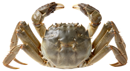 Close-up of a fresh crab with claws raised on a white background, transparent background png