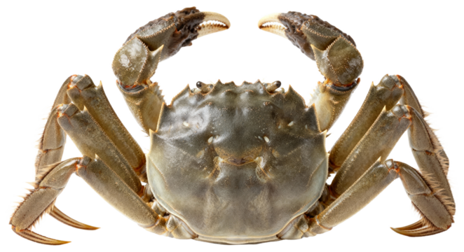 Close-up of a fresh crab with claws raised on a white background, transparent background png
