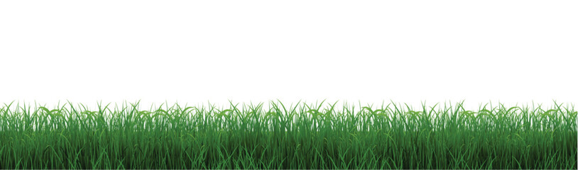 Obraz premium green grass background