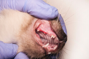 Veterinary dentistry: close-up of a kitten's oral cavity.