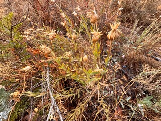 Dried seed pods of bladder campion (Silene sp.) in autumn field. Close-up of inflated calyx with beige tones, showing natural textures and wild meadow environment under warm sunlight.