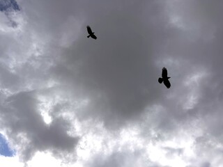 Two ravens soaring under dramatic cloudy sky. Silhouette of large birds flying in moody overcast weather, showing freedom and power against stormy gray clouds.