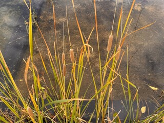 Broadleaf cattail (Typha latifolia) growing in shallow water. Tall wetland plant with brown cylindrical flower spikes and yellow-green leaves during autumn near pond edge in natural light.