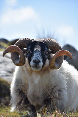Gazing into the Face of a Blackface Sheep