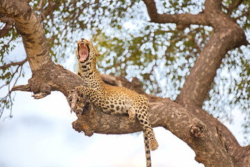 Leopard