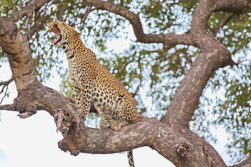 Leopard