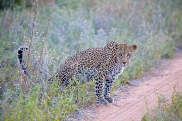 Leopard