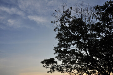 silhueta de arvore ao  entardecer 