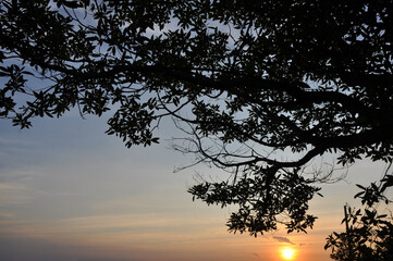 silhueta de arvore ao  entardecer 