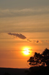 silhueta de arvore em lindo entardecer 