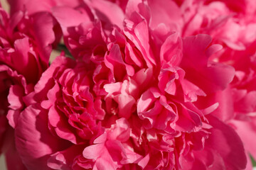 Beautiful pink peonies as background, closeup
