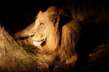 Löwe © Andreas Edelmann