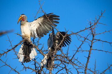 Südlicher Gelbschnabeltoko
