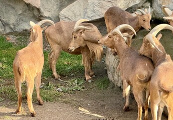 herd of goats