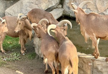 herd of goats
