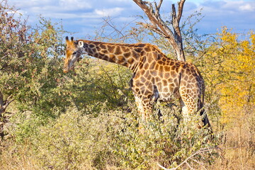 Giraffe