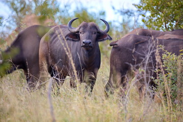 Obraz premium Büffel