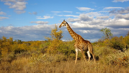 Giraffe