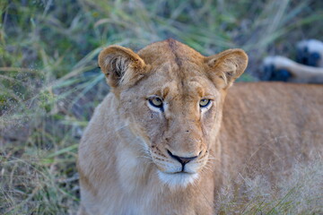 Obraz premium Löwenrudel