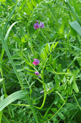 A mixture of vetch and oats is grown for vitamin feed for animals or organic green manure.