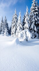 Snowy evergreens under a clear, blue sky. Cold winter scene