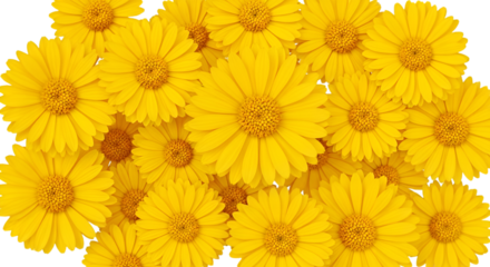 A Vibrant Bouquet of Yellow Daisies