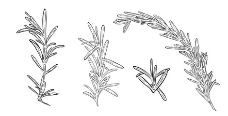 Set, clip art of monochrome botanical fragrant herb drawing of rosemary plant isolated on white background. Graphic hand drawn ink black and white vector. Good for cooking, spa, medicinal tea, beauty