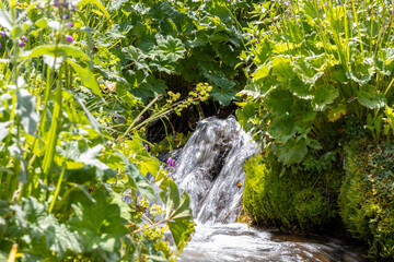 Freshwater spring surrounded by lush greenery symbolizing purity, eco lifestyle and natural hydration