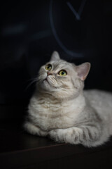 Beautiful gray Scottish cat lying and looking up. High quality photo
