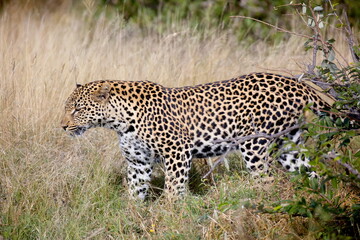 Naklejka premium Leopard