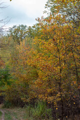 Obraz premium Forest with Golden and Red Leaves in Autumn 