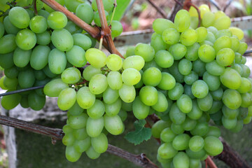 Grapes ripen on the branch of the bush