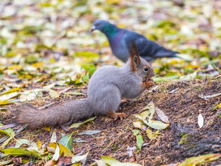 Squirrel in autumn or spring with nut on the green grass with fallen yellow leaves