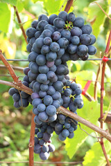 Grapes ripen on the branch of the bush