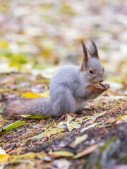 Squirrel in autumn or spring with nut on the green grass with fallen yellow leaves