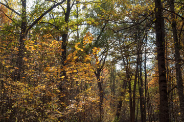 Obraz premium Maple Leaves Against Blue Sky