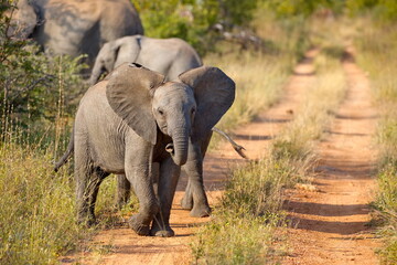 Fototapeta premium Baby Elefant