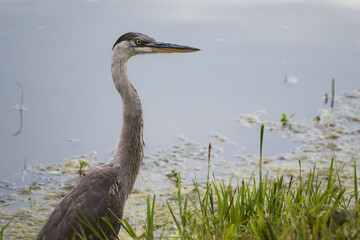 Profile of a great blue heron standing beside a Missouri lake.