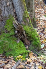 Fototapeta premium Forest Moss on Tree Trunk Close Up