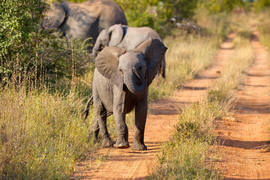 Baby Elefant