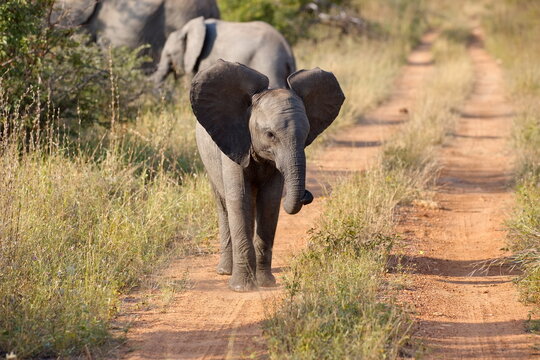Baby Elefant
