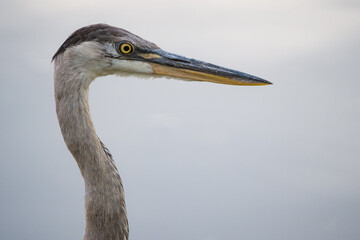 Profile of a great blue heron standing beside a Missouri lake.