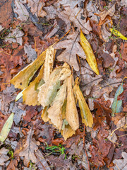 Orange, brown and yellow fallen oak leaves in the sunlight.
