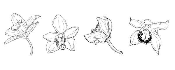 Set, clip art of vanilla flower, orchid phalaenopsis with large petals. Graphic line art hand drawn ink black and white vector