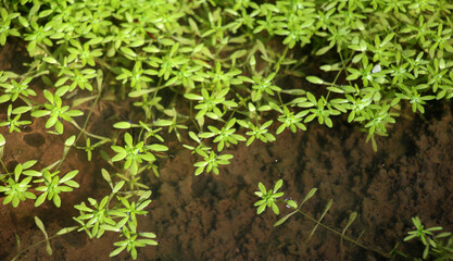Aquatic plant Callitriche grows in nature