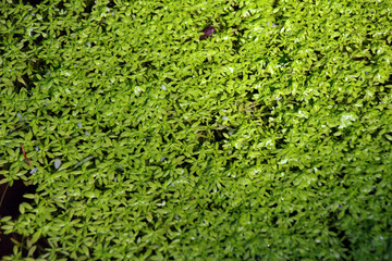 Aquatic plant Callitriche grows in nature